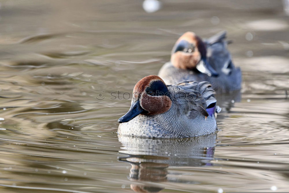 Similar – Image, Stock Photo Couple of hippos swim and play in water