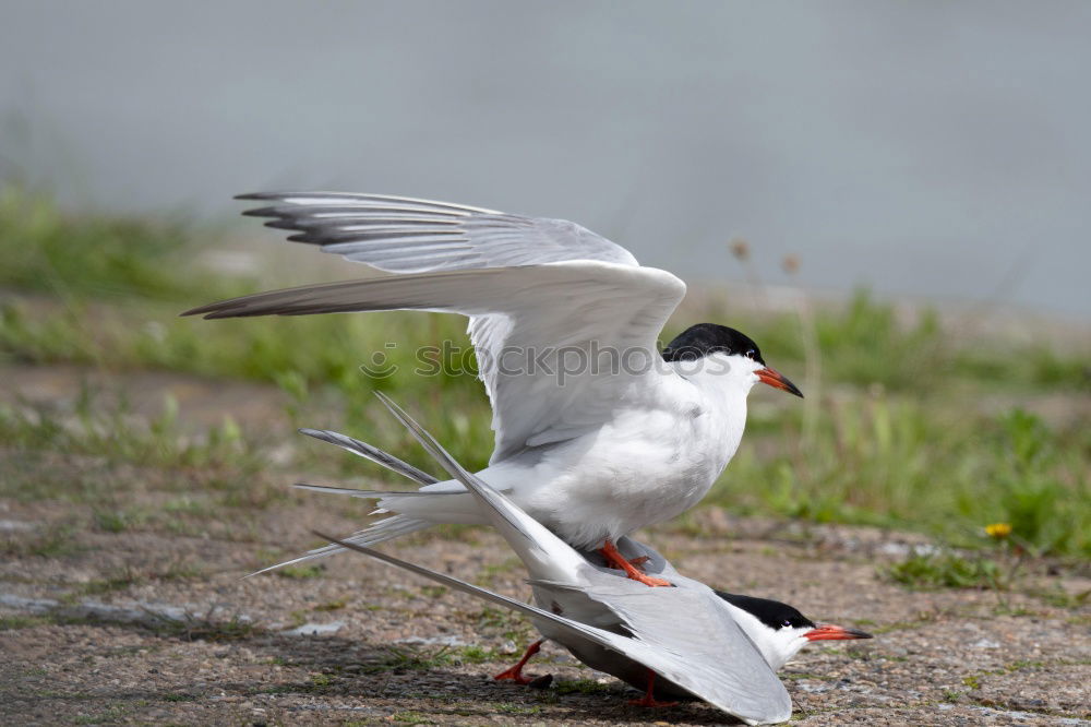 Image, Stock Photo Arctic Tern