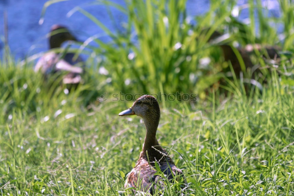 Similar – Foto Bild Enten eben Gras Vogel