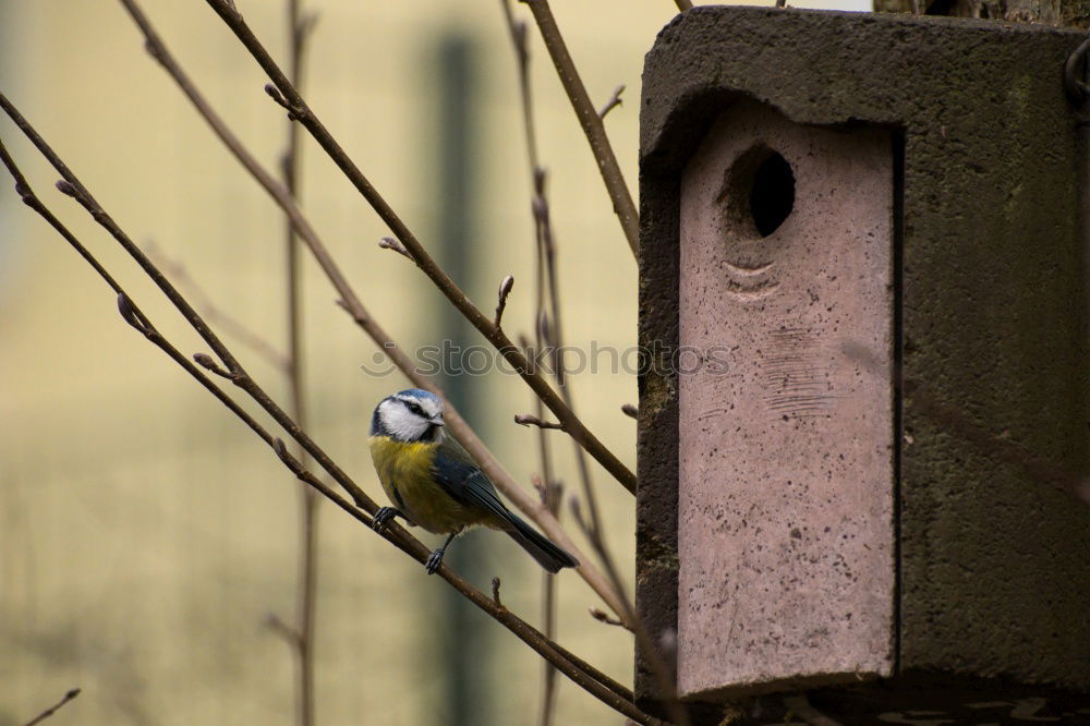 Similar – Foto Bild Vogel guckt aus sein Vogelhaus