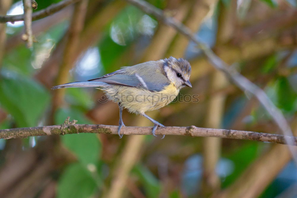 Similar – Full attention Chaffinch