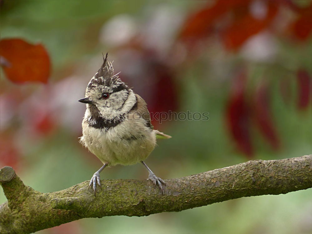 Similar – crested tit perched on small twig