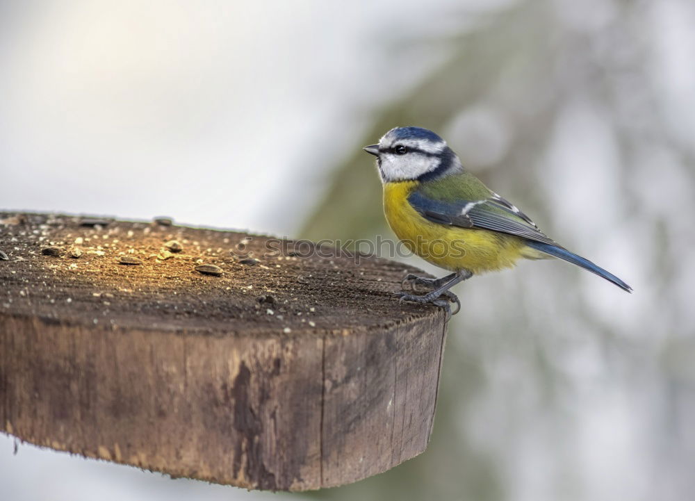 Similar – Blue tit in the evening sun