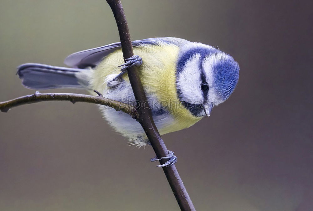 Similar – Anflug Tier Vogel