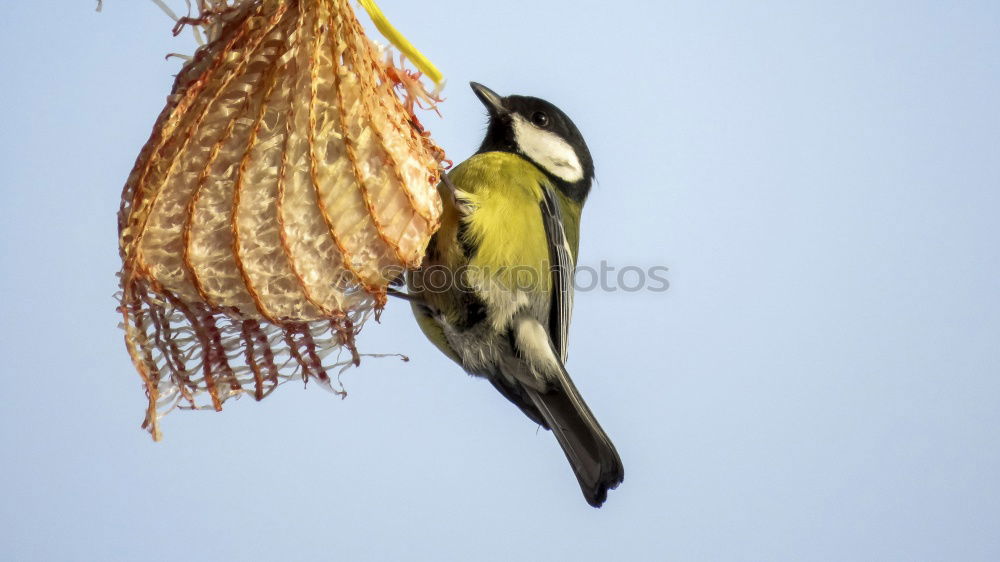 Similar – Image, Stock Photo blue tit on garden bird feeder