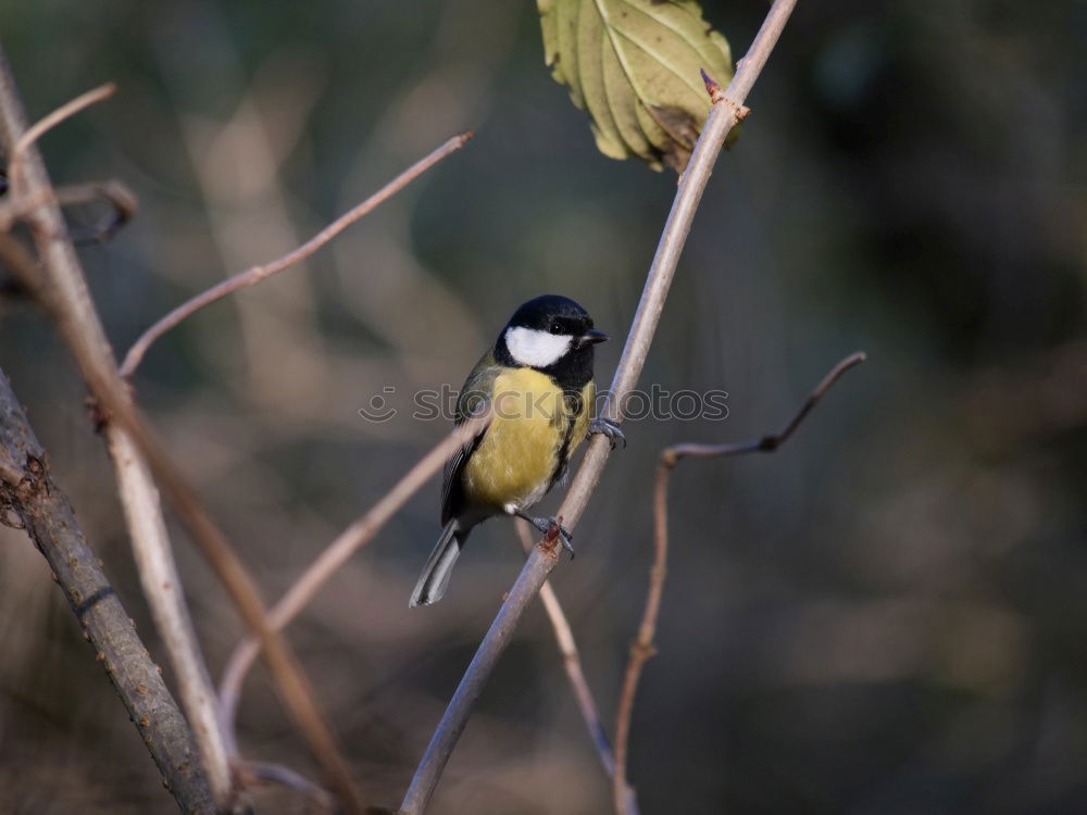 Similar – Great tit in a rose bush