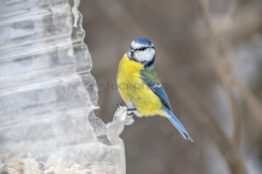 Similar – Image, Stock Photo A colorful Superb Starling in Tanzania