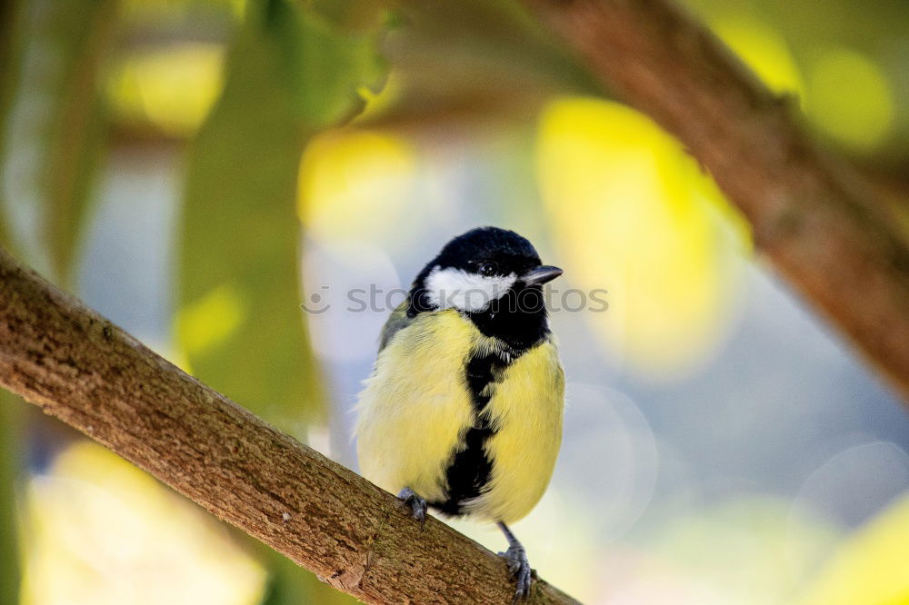 Similar – Image, Stock Photo Long-Tailed Tit