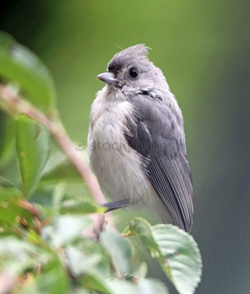 Similar – Image, Stock Photo Southern Fiscal Shrike