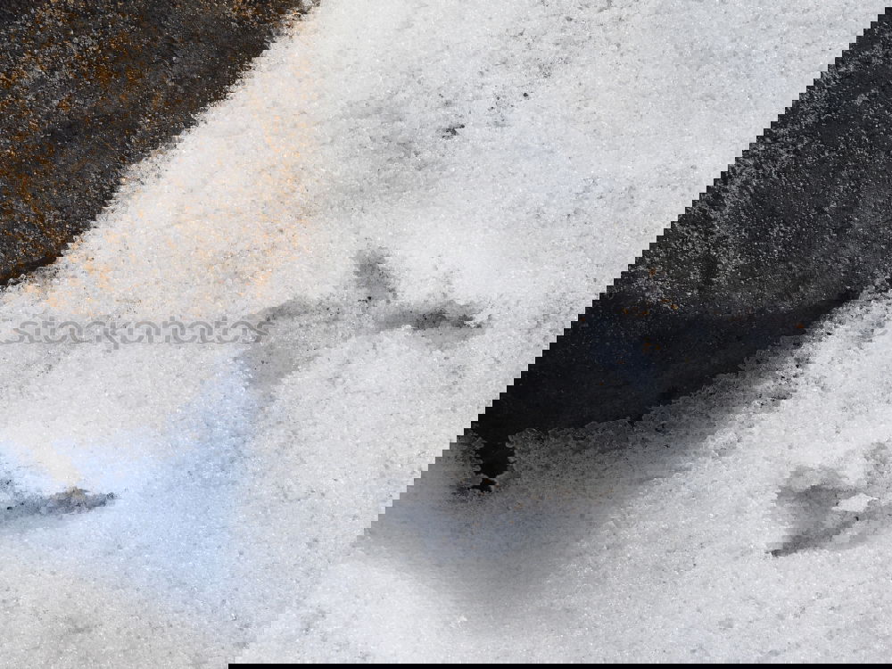 Similar – Foto Bild Let it snow! Schnee Katze