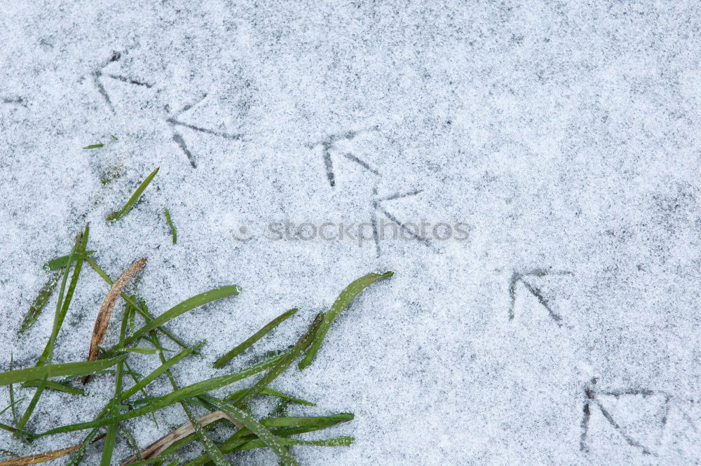 Similar – Dew(ben)weather / footprints bird