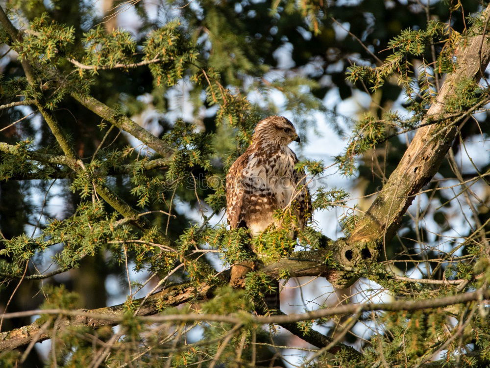 Image, Stock Photo Buzzard on the lookout