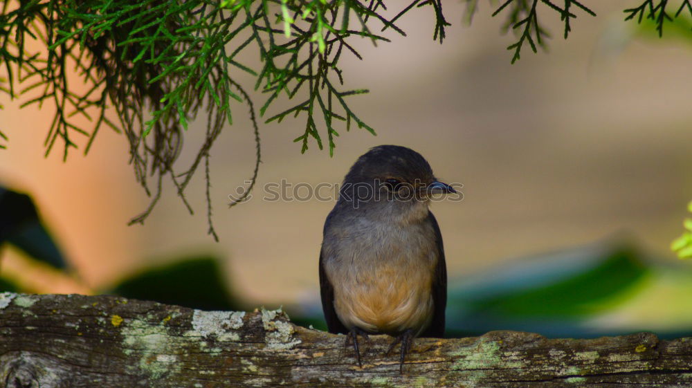 Similar – Image, Stock Photo Redstart Environment