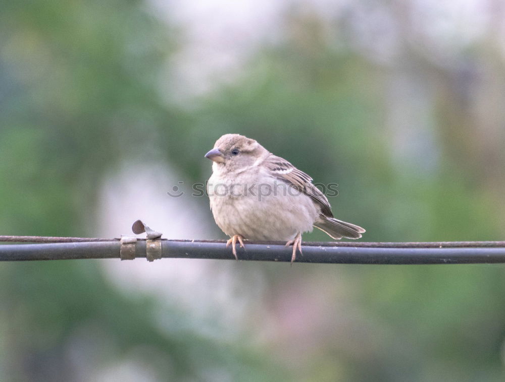 Similar – sparrow in a bush