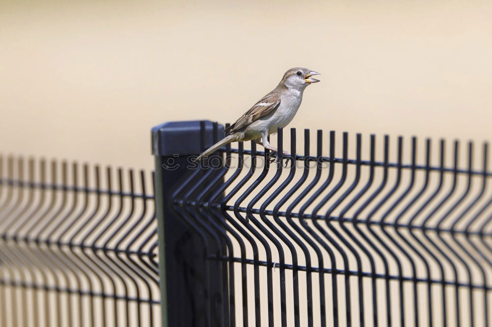 Similar – Foto Bild Zaungespräch Tier Vogel