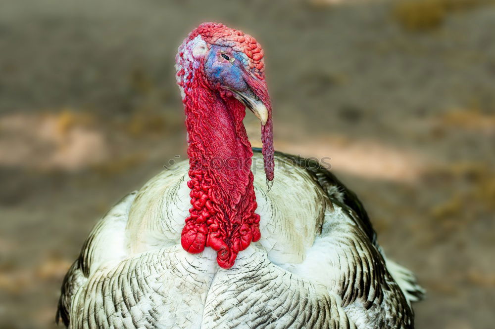 Similar – Bronze turkeys, turkeys, poultry, turkey,