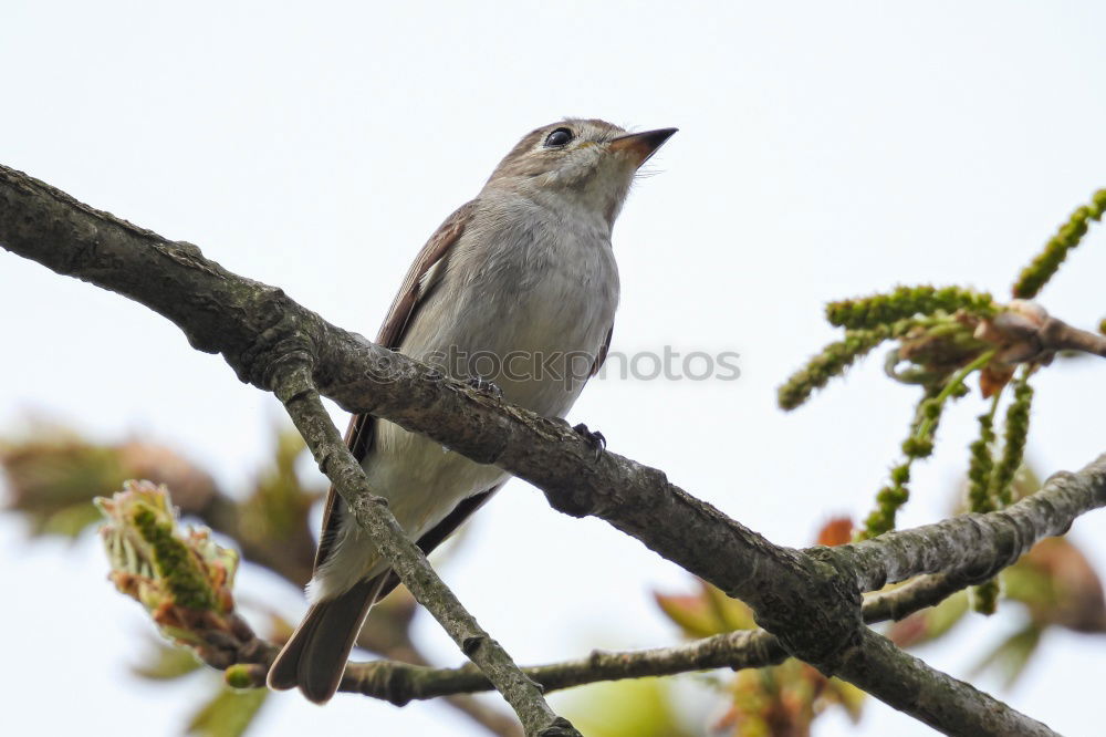 Similar – Image, Stock Photo Juniper Thrush in a Tree