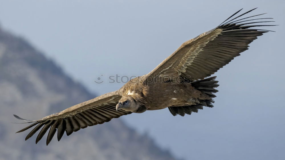 Similar – Image, Stock Photo touch down Nature Animal