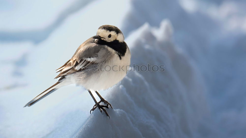 Similar – beach snorer Colour photo