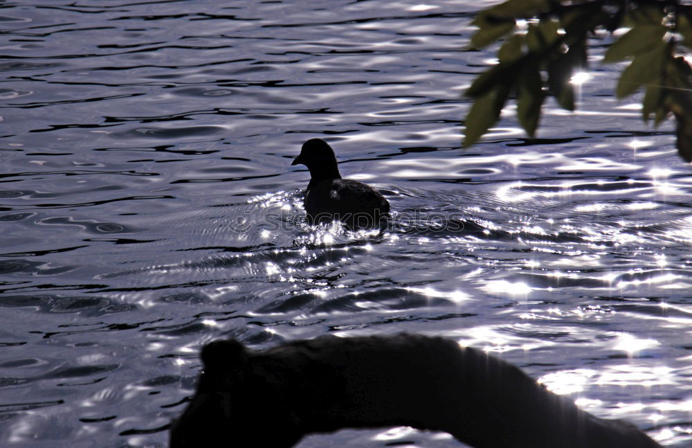Similar – Image, Stock Photo In stormy times Green Swan