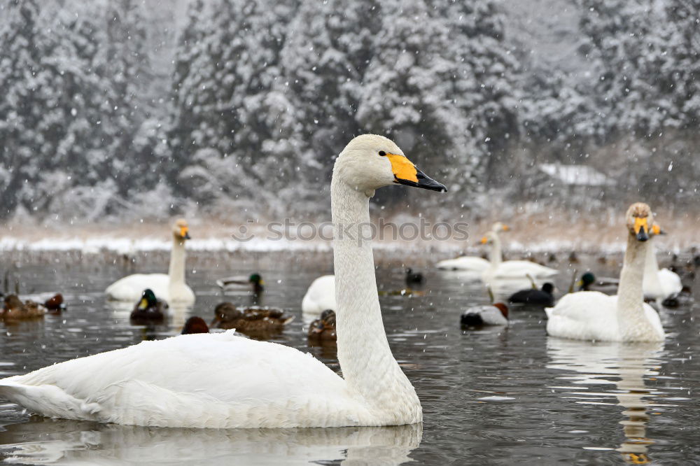 Similar – White warts ducks on a white background