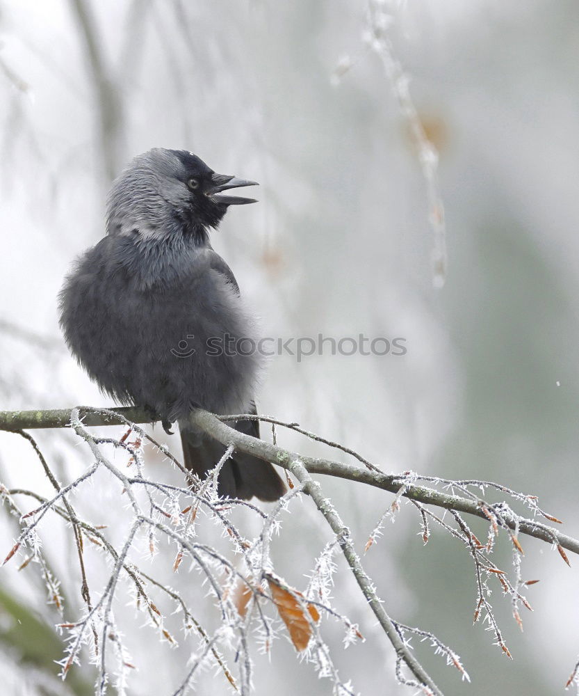 Similar – Foto Bild Amselchen. Natur Sträucher