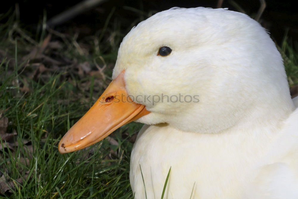 Similar – Foto Bild Schwan Futter Korn Herbst