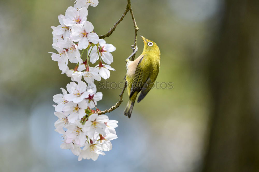 Similar – Image, Stock Photo spring Spring Tree