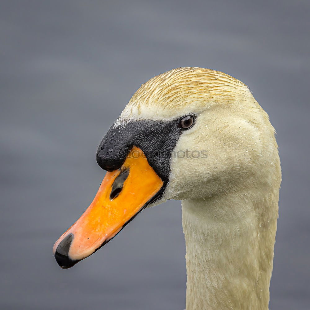 Similar – Image, Stock Photo Swan Knight Lohengrin