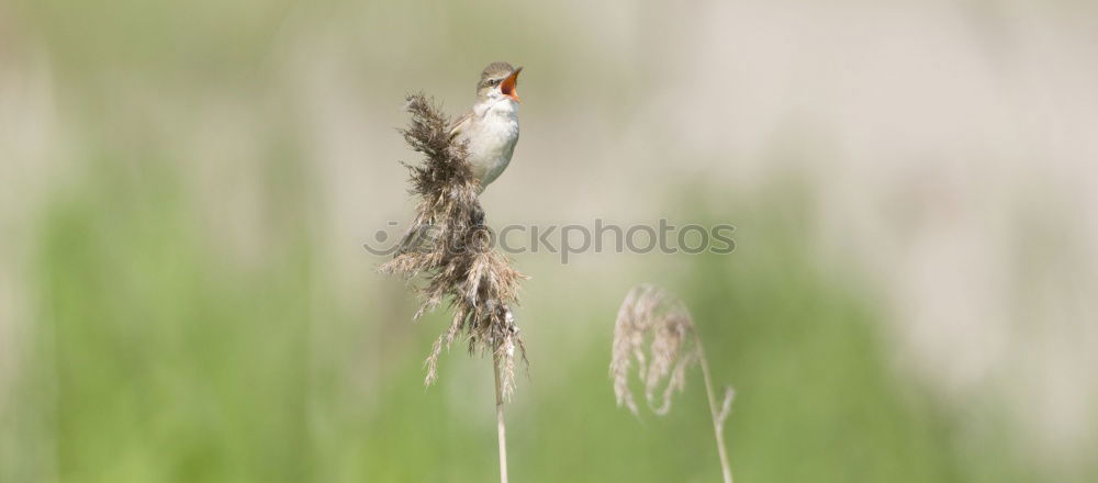 Similar – Foto Bild Frühlingsbote Natur Sommer