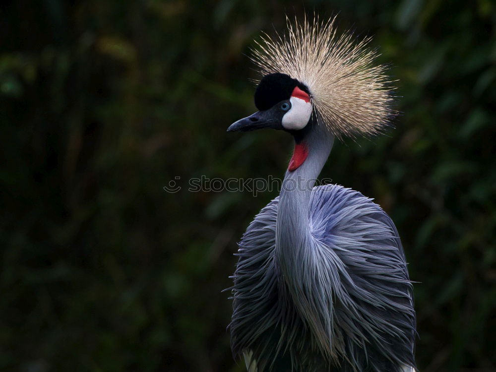 Similar – Image, Stock Photo King of the birds Bird Zoo