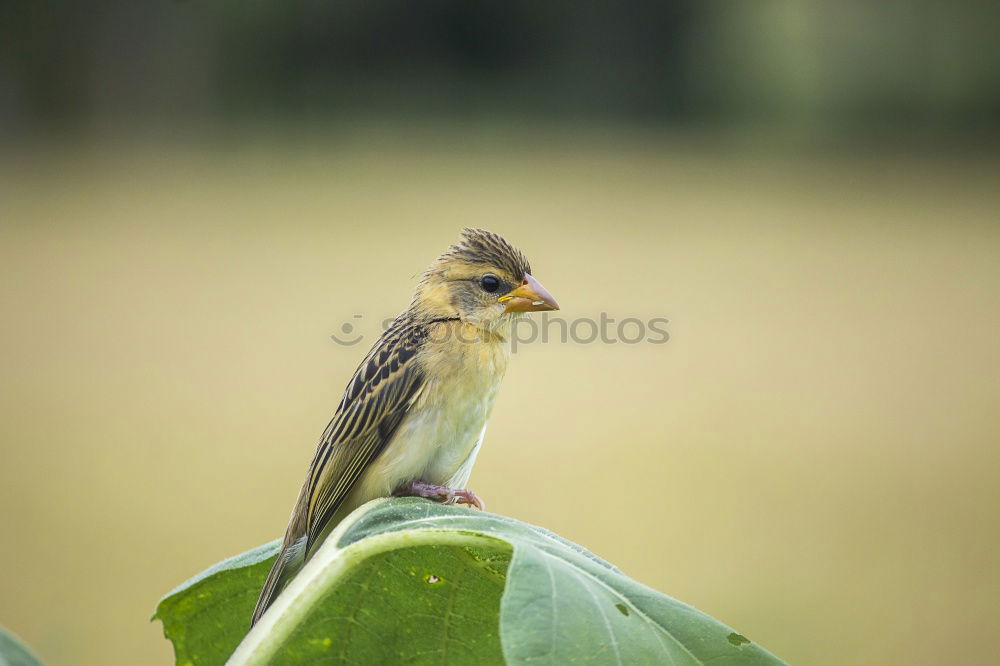 Similar – Image, Stock Photo zaungast Nature Animal