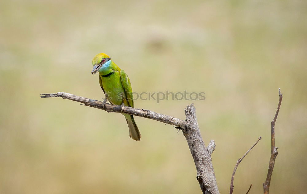 Similar – Image, Stock Photo hummingbird Environment