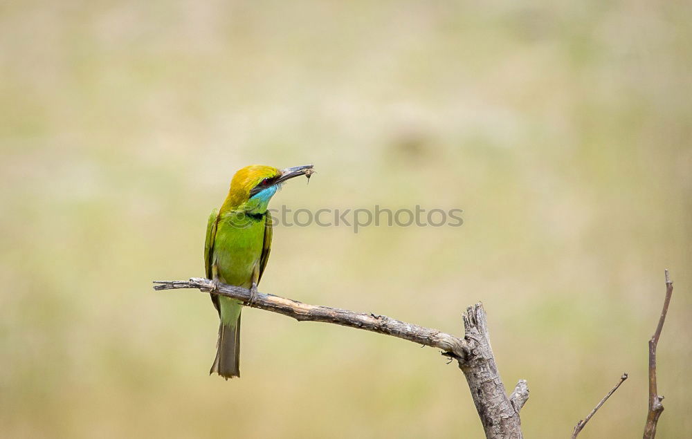 Similar – Image, Stock Photo hummingbird Environment