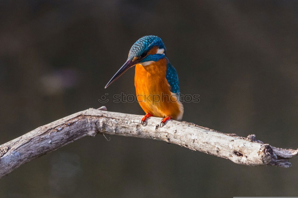 Similar – Kingfisher on a branch