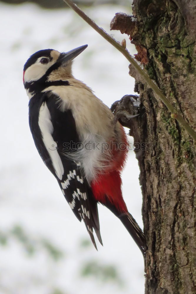 Image, Stock Photo Great spotted woodpecker on tree trunk