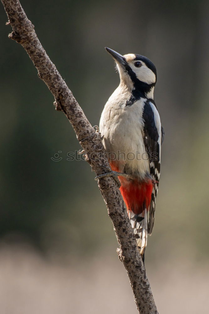 Similar – Image, Stock Photo Great spotted woodpecker on tree trunk