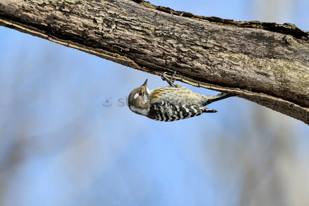 Similar – Nuthatch in cherry tree