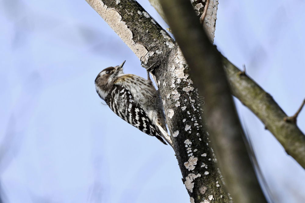 Similar – Image, Stock Photo Buzzard in the tree Nature