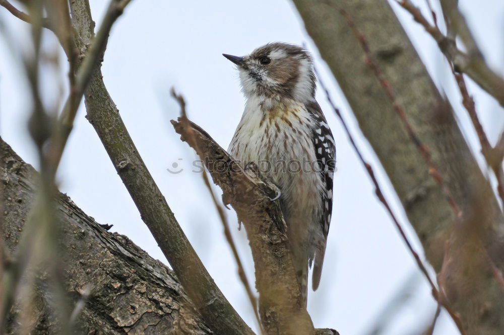 Similar – Image, Stock Photo Juniper Thrush in a Tree