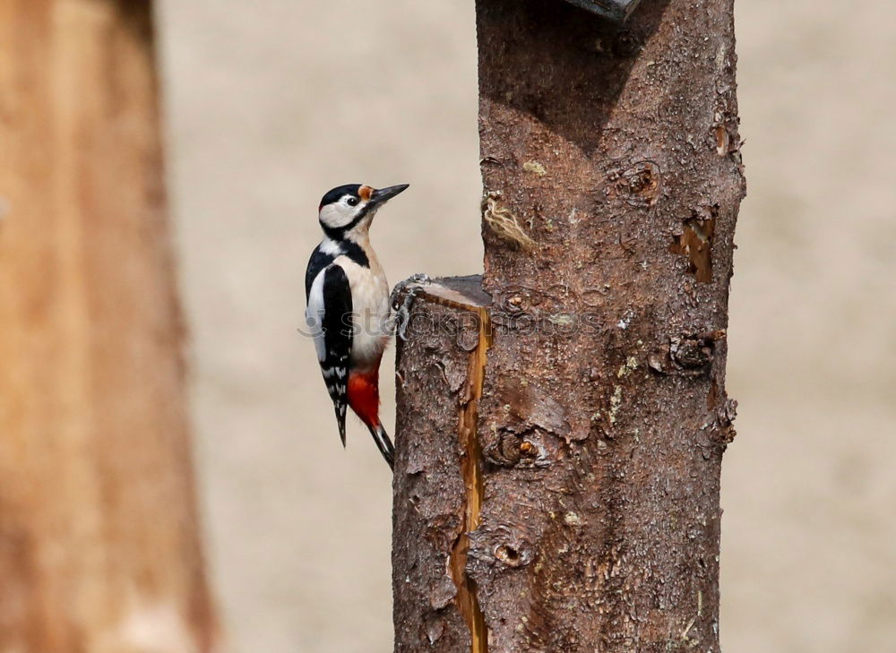 Similar – Image, Stock Photo great spotted woodpecker