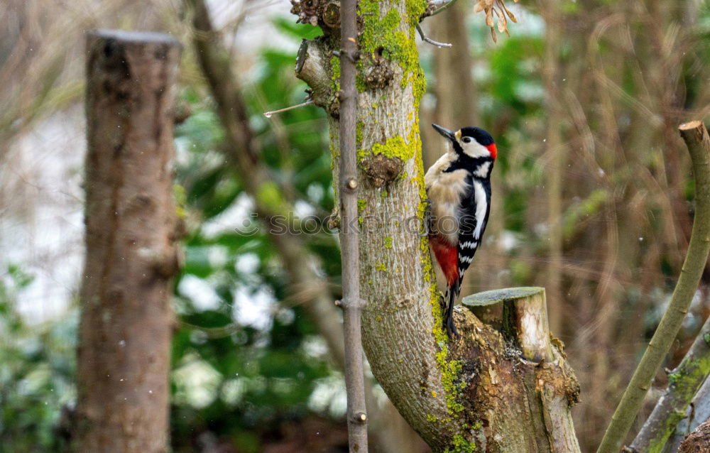 Similar – Image, Stock Photo noise | woodpecker knocking