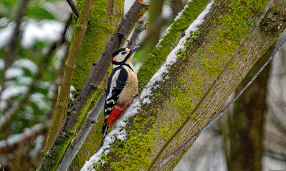 Similar – Image, Stock Photo great spotted woodpecker