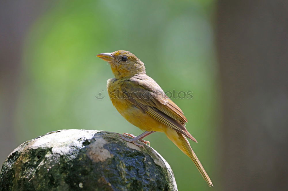 Similar – Image, Stock Photo Redstart Environment