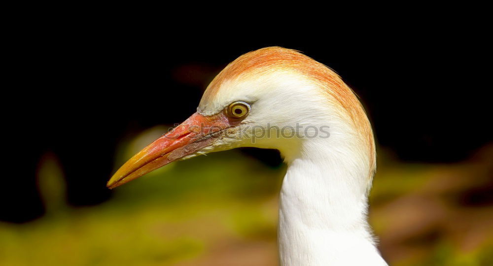 Similar – Image, Stock Photo atural profile of a elegant stork