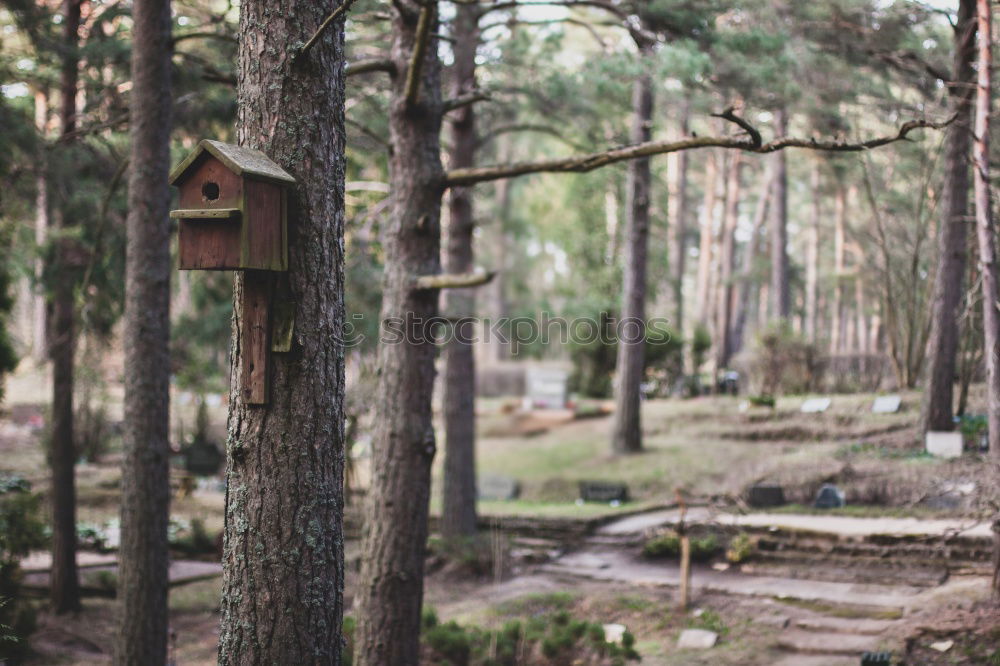 Similar – Image, Stock Photo Wooden house in forest