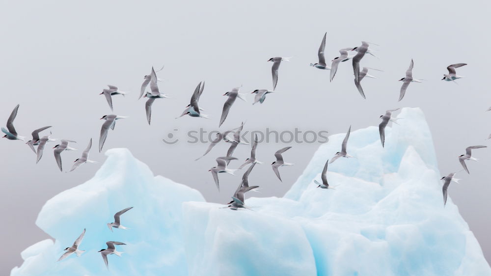 Similar – Küstennebel Umwelt Natur