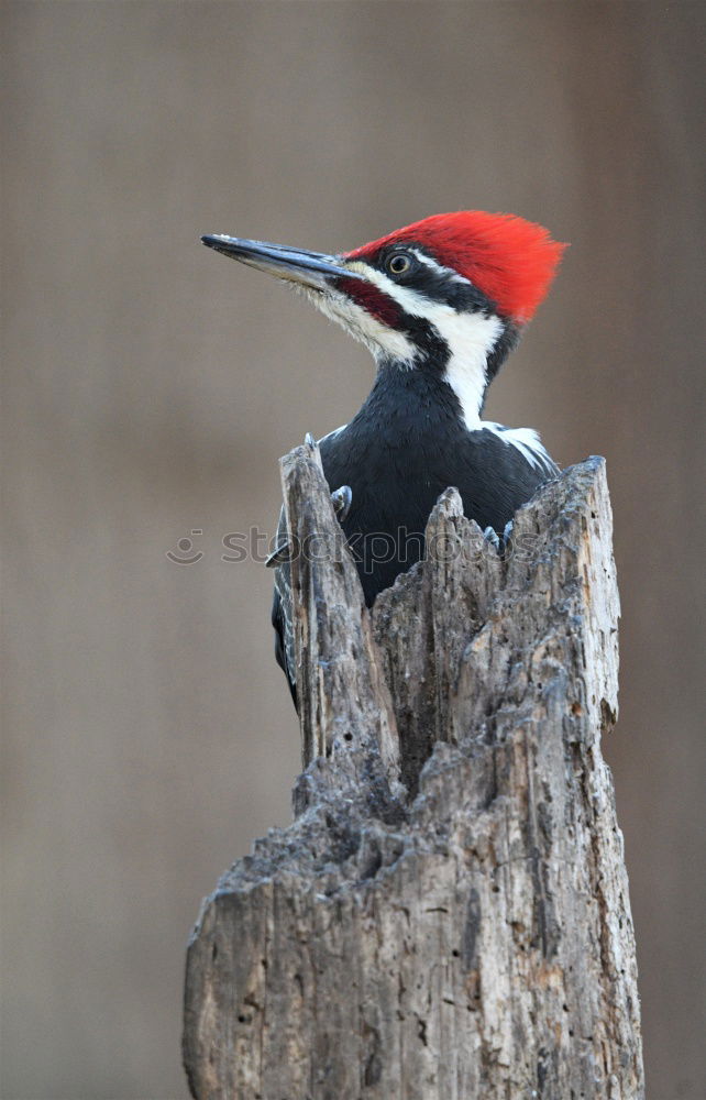 Similar – Image, Stock Photo Woodpecker looks crooked out of the hollow of the tree