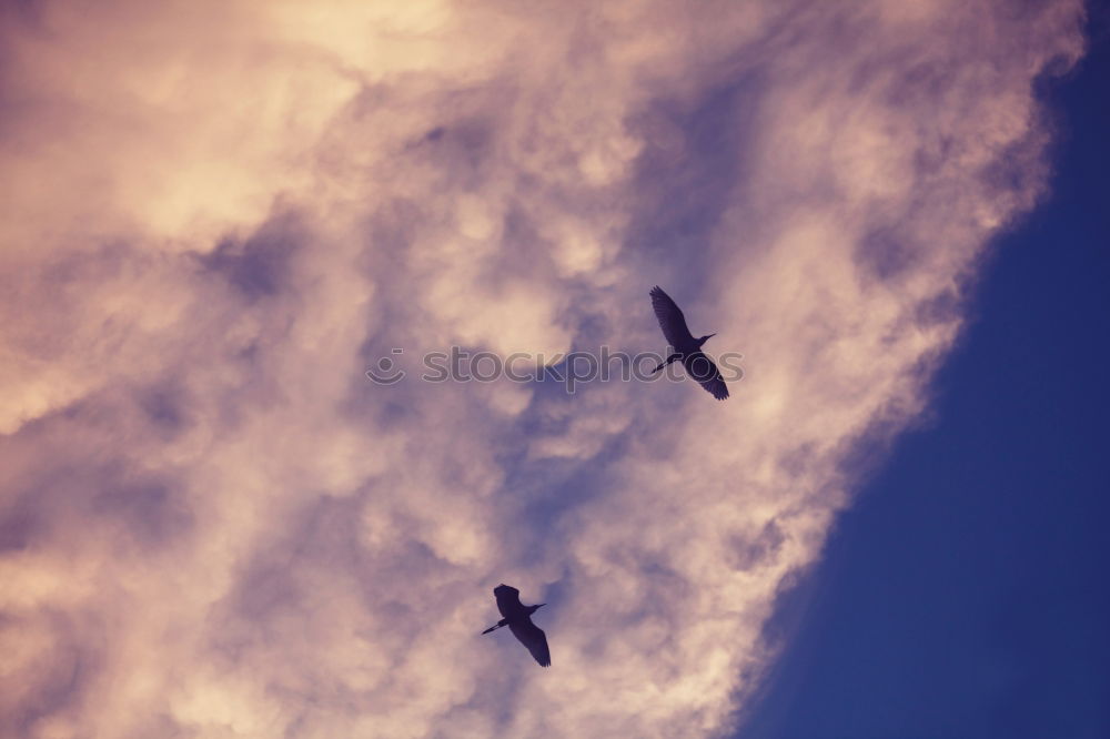 VERFOLGUNG Flugzeug Wolken