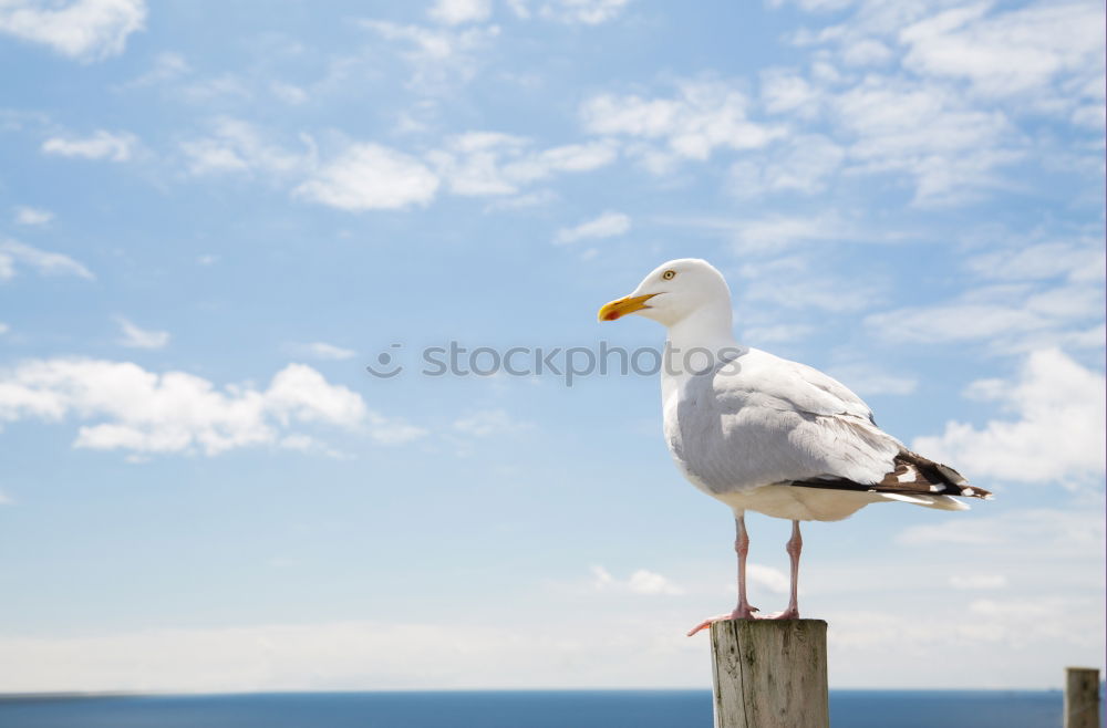 Similar – Image, Stock Photo Seagull on the Baltic Sea coast in Warnemünde